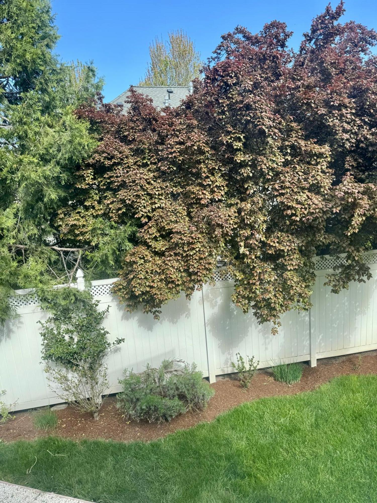 Bayberry Inn B&B And Oregon Wellness Retreat Ashland Exterior foto